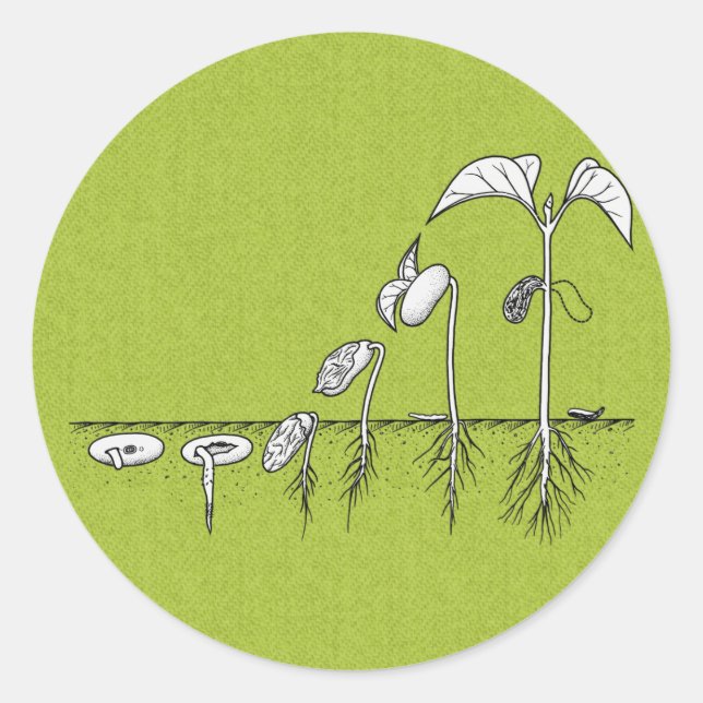 Sticker Rond Illustration de germination plante (Devant)