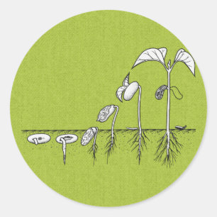Sticker Rond Illustration de germination plante