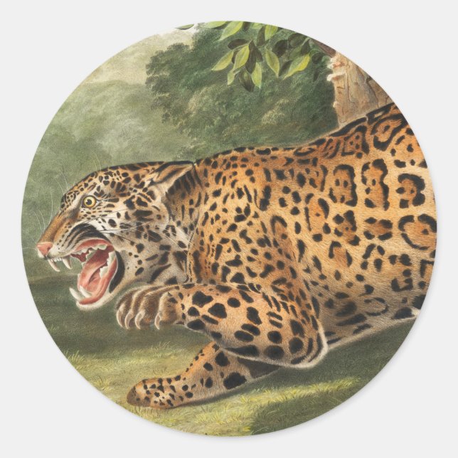 Sticker Rond Illustration de Jaguar (Felis onca) (Devant)