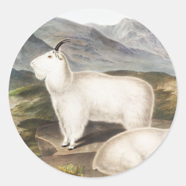 Sticker Rond Illustration de la chèvre des Rocheuses (Capra Ame (Devant)