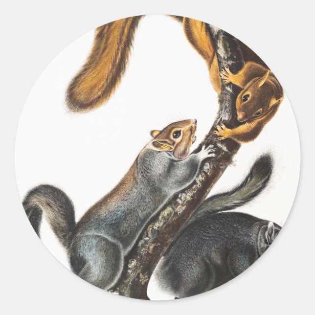 Sticker Rond Illustration de l'écureuil de chat (Sciurus cinere (Devant)
