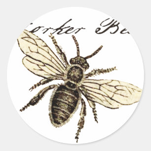 Sticker Rond Illustration de l'insecte abeille du travailleur