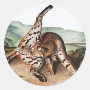 Sticker Rond Illustration de Lynx texane (Lynx rufus var macula