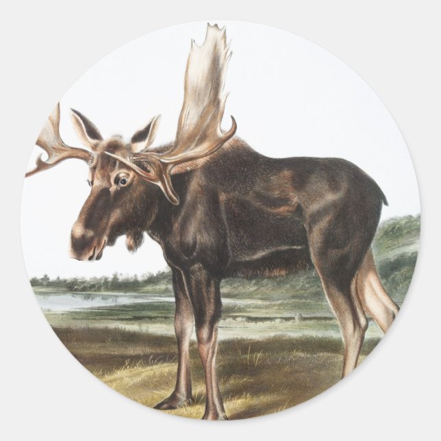 Sticker Rond Illustration de Moose Deer (Servus alces) (Devant)