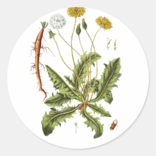 Sticker Rond Illustration de pissenlit vintage