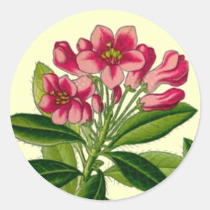 Sticker Rond Illustration de rhododendron rose