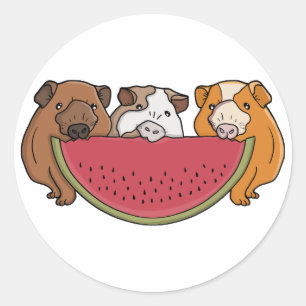 Sticker Rond Illustration des Cochons de Guinée et de la pastèq