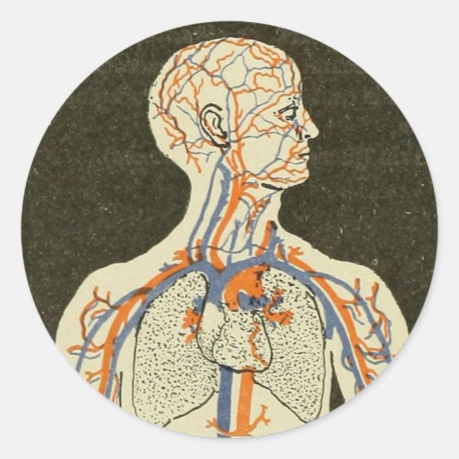 Sticker Rond Illustration des veines et des artères de l'anatom (Devant)