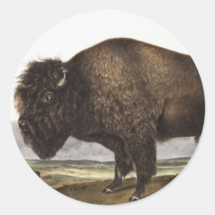 Sticker Rond Illustration du bison américain (Bos Americanus)