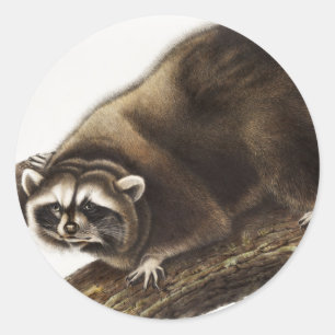 Sticker Rond Illustration du raton laveur (Procyon lotor)