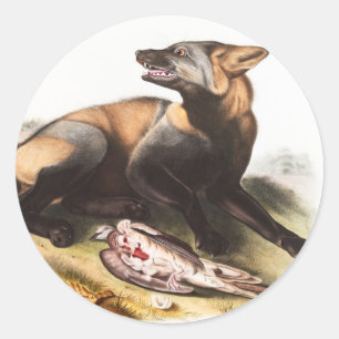 Sticker Rond Illustration du renard croisé américain (Canis vul
