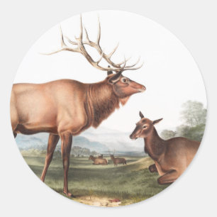 Sticker Rond Illustration du wapiti américain (Cervus Canadensi