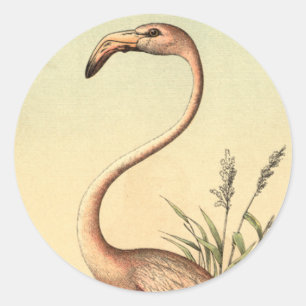 Sticker Rond Illustration rose vintage de Flamant rose