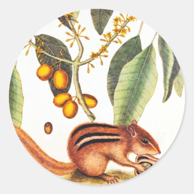 Sticker Rond Illustration vintage de Chipmunk (Devant)