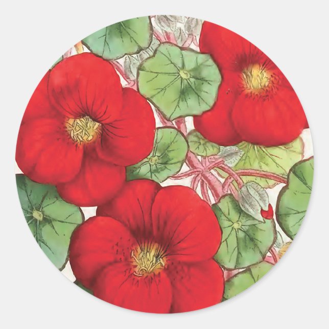 Sticker Rond Illustration vintage de fleur de "nasturce" (Devant)