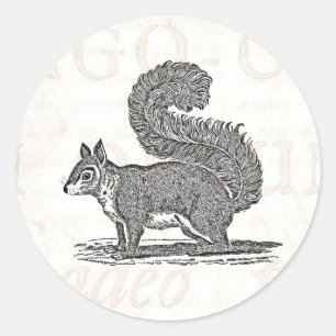 Sticker Rond Illustration vintage d'écureuil - écureuils 1800
