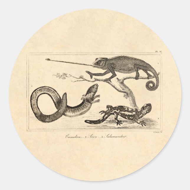 Sticker Rond Illustration vintage Lizard Chameleon Salamander (Devant)