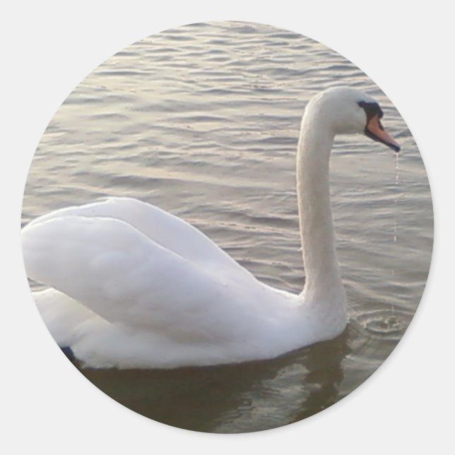 Sticker Rond Image de fond du cygne blanc (Devant)