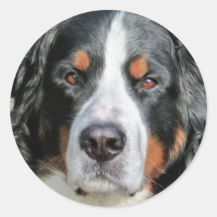 Sticker Rond Image de photo de chien de montagne de Bernese
