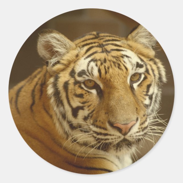 Sticker Rond Image de tigre (Devant)