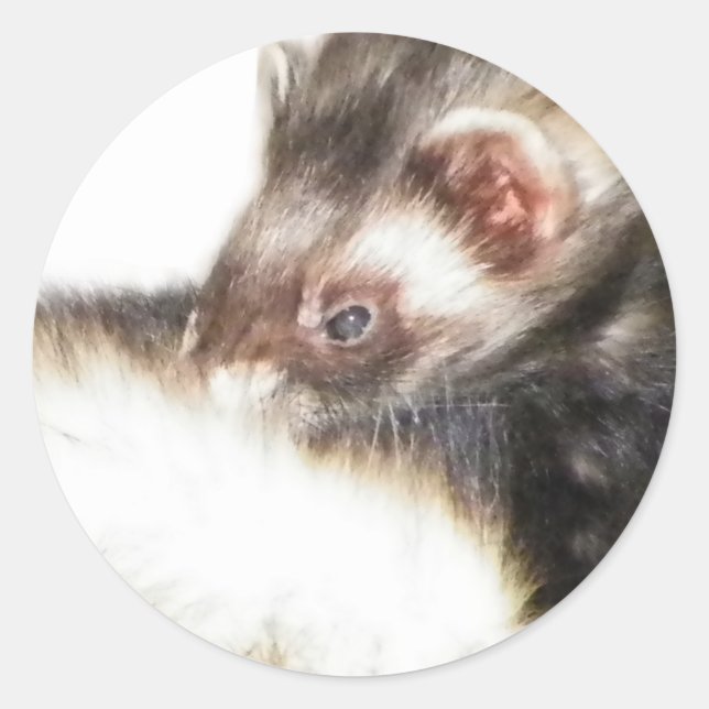 Sticker Rond Image du Ferret de l'able (Devant)