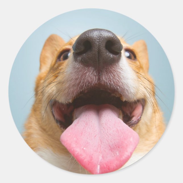 Sticker Rond Images Getty | Corgi très heureux (Devant)