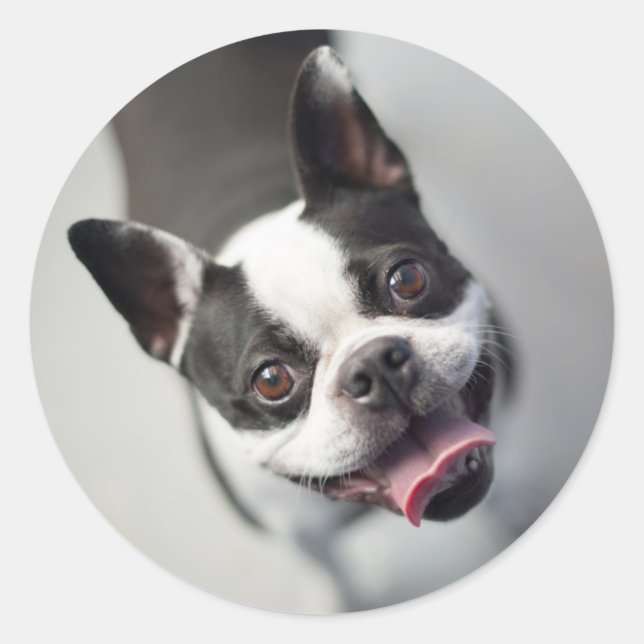 Sticker Rond Images Getty | French Bulldog (Devant)