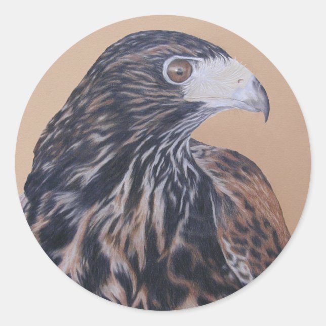 Sticker Rond Immature Harris Hawk (Devant)
