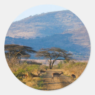 Sticker Rond Impala (Aepyceros Melampus), Hluhluwe-Umfolozi