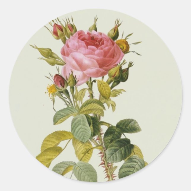 Sticker Rond Impression botanique rose - 'Rosa Bifera' par Redo (Devant)