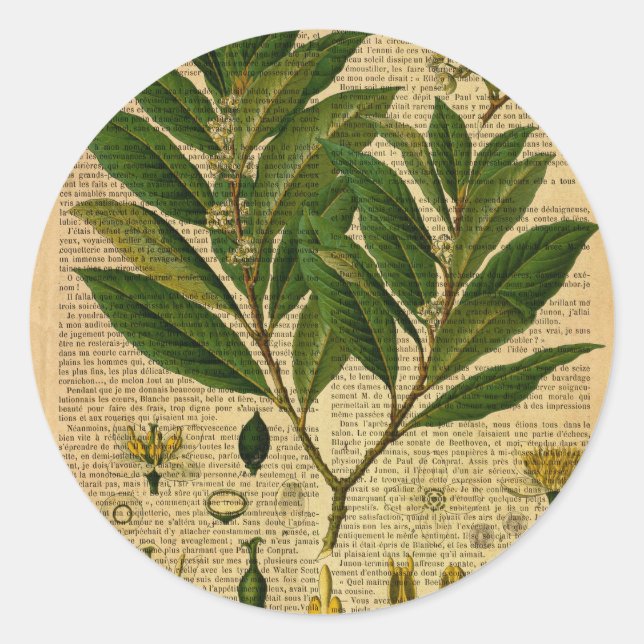 Sticker Rond Impression botanique sur l'ancienne page du livre (Devant)