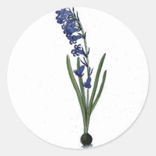 Sticker Rond Impression botanique vintage Hyacinth