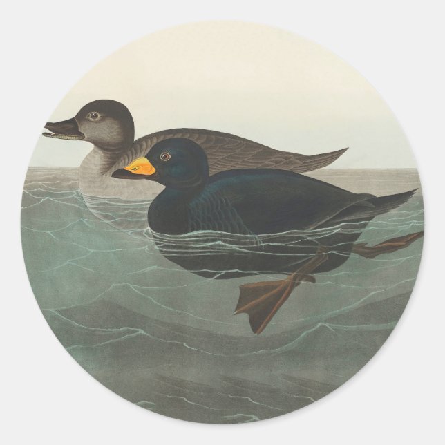 Sticker Rond Impression de Macreuse noire d'Audubon : Canard cô (Devant)