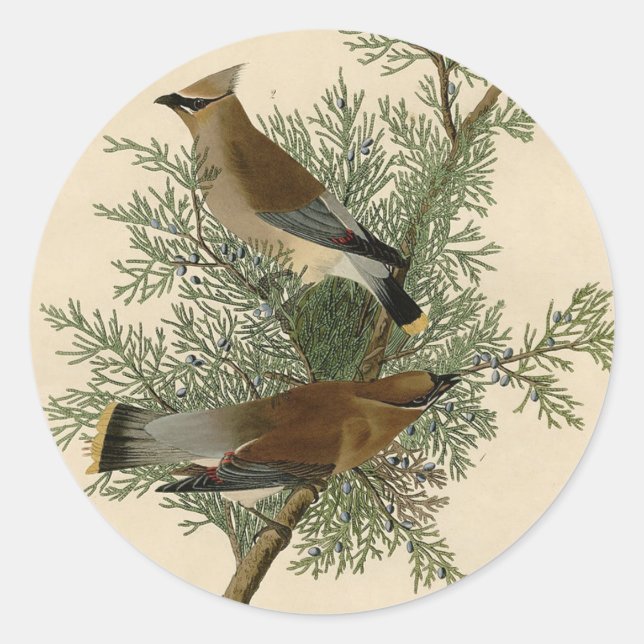 Sticker Rond Impression d'oiseau de John James Audubon Jaseur d (Devant)