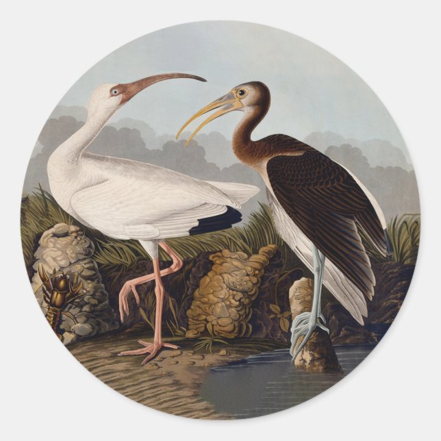 Sticker Rond Impression d'oiseau Ibis blanc de John James Audub (Devant)