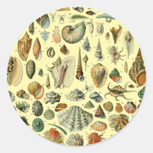 Sticker Rond Impression vintage de coquillages d'Adolphe Millot