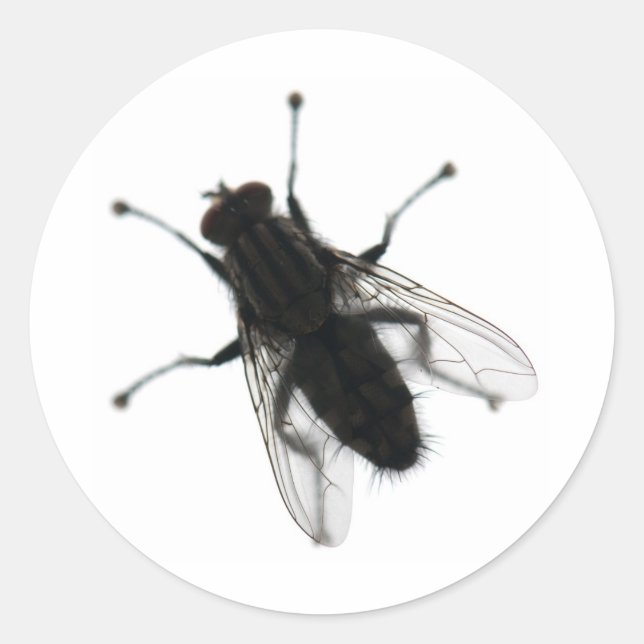 Sticker Rond insecte mouche (Devant)
