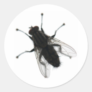 Sticker Rond insecte mouche