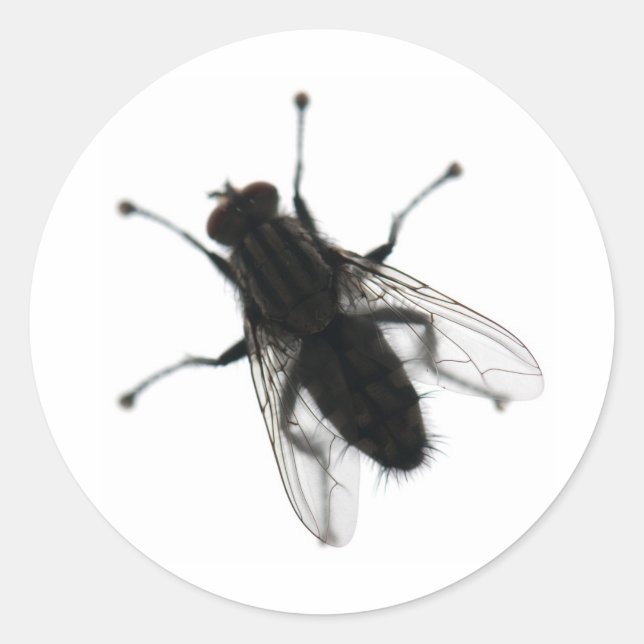 Sticker Rond insecte mouche (Devant)