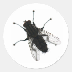 Sticker Rond insecte mouche