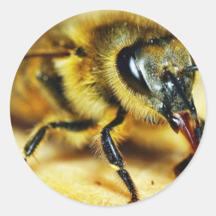 Sticker Rond Insectes d'abeilles