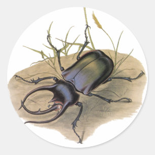 Sticker Rond Insectes et bugs vintage, Scarabée rhinocéros
