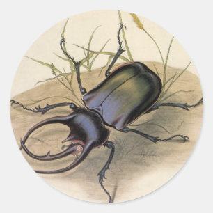 Sticker Rond Insectes et bugs vintage, Scarabée rhinocéros