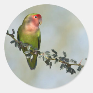Sticker Rond Inséparable à face rose sur une branche