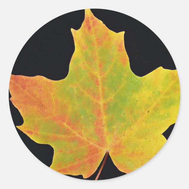 Sticker Rond inspiration Feuille jaune d'érable sucre (Devant)