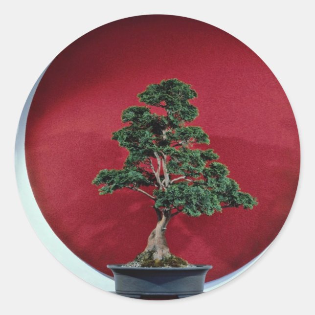 Sticker Rond Inspirer l'arbre Bonsai (Devant)