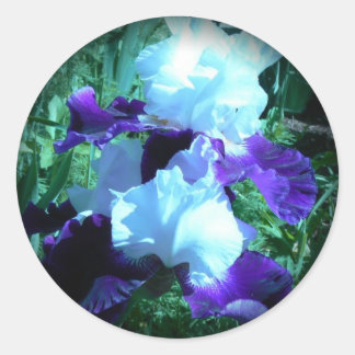 Sticker Rond Iris au clair de lune de minuit