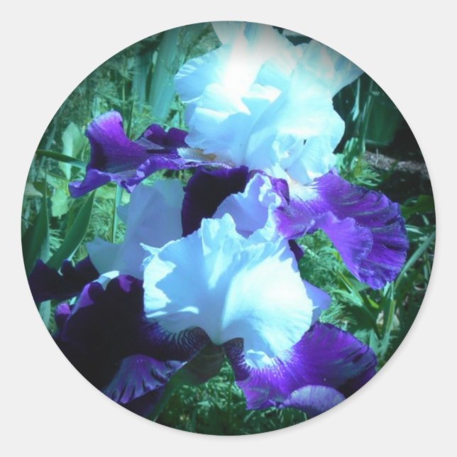 Sticker Rond Iris au clair de lune de minuit (Devant)