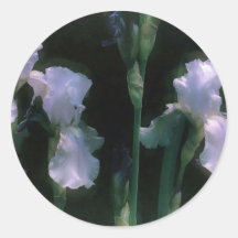 Iris blancs en fleurs au clair de lune