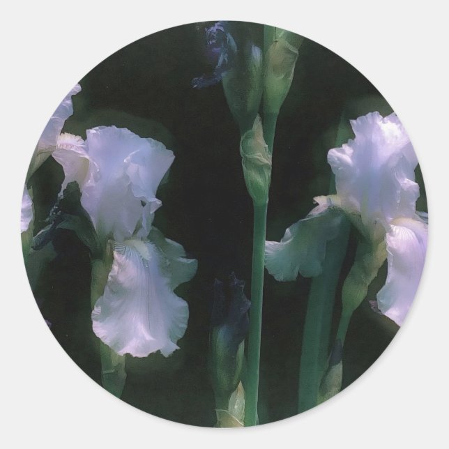 Sticker Rond Iris blancs en fleurs au clair de lune (Devant)